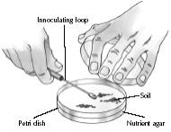 Experiment 17 To show how to grow a bacteria culture Apparatus: 2 Pre-poured agar plates; Disinfectant; Methylated spirits; Bunsen burner; Inoculating loop; Sample of soil; Incubator or oven;