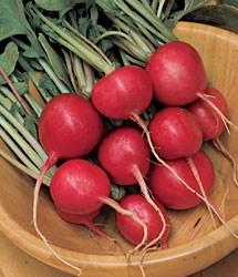 Radish Champion 28 days. For upland soils and home garden, bright red 1-1 1/2 inch globes, 3 1/2-4 1/2 inch tops, firm mild flesh, grows large but not pithy, holds well, can stand cold.