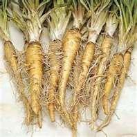 White uniform slim 4-6 x 1/2-1 roots, tapers to a point, very slender taproot, crisp mild white flesh, 5-6 tops good to eat, hold its quality well. 1/2 oz - $1.79, 1 oz - $2.99, 1/4lb - 8.