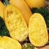 Page 12 Squash - Winter Table King Bush 80 days. Vigorous compact bush plants, 2 ft. tall with 4 in. spread, 6-7 x 5 in. diameter, 2 lbs.