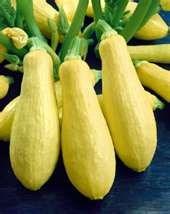 99, 1/4 lb - $14.99, 1 lb - $39.99 Squash - Summer Black Zucchini 62 days. Bush-type plant is a continual producer of dark green-black fruit which are cylindrical, long and straight.