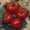Page 13 Tomatoes Better Boy 71 Day. Our favorite hybrid and a really superior large bright red tomato. One pound fruits are not unusual and a season's yield can run 50 lbs. per plant. 100 Seeds - $3.