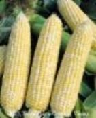 1/4 lb - $4.57, 1/2 lb - $8.37, 1 lb - $14.08, 3 lb - $39.96, 5 lb - $64.70, 10 lb - $125.60 Optimum (78 days) (SB) A bicolor sweet corn. One of the best performing hybrids.