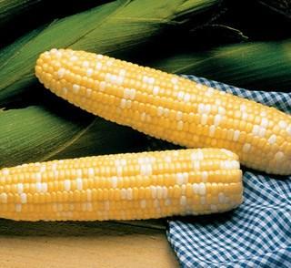 As a main season variety, it features long, well-filled, slightly tapered ears and a medium-green husk. Suitable for roadside as well as local markets and home gardens. 8 inch ears, 14-18 rows.