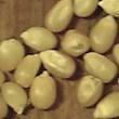 Golden Jubilee (84 days) Still a good one. White silks and a nice full 8-1/2 inch ear of deep yellow kernels. Used for all purposes: canning freezing and eating. 1/4 lb - $4.49, 1/2 lb - $8.