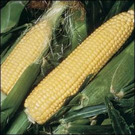 60, 5 lb - $59.25, 10 lb - $115.00 Popcorn Robust 997Y (110 days) (Treated or Untreated) Yellow popcorn with rapid emergence, sturdy plants and large ears. Deep kernels shell easily.