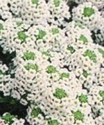 Blossoms 1 to 11/2 inches across. Excellent for pots, tubs and bedding. 1/4 oz - $2.29, 1/2 oz - $3.89, 1 oz - $6.