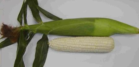 2013 Organic Sweet Corn Page 25 ProfitCoat Organic -4 " a seedling & season long plant health enhancement system.
