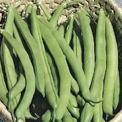 Vigorous, somewhat spreading plants make heavy yields, particularly later in the season. Used as fresh beans, or canning; popular for market. 1/4lb - $1.99, 1/2lb - $3.29, 1lb - $5.29, 5lb - $21.