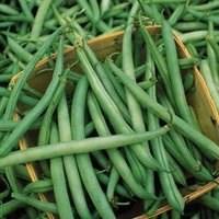 Heavy yields, slender dark pods. Pods about 6 inches long, rich green color, and the best of tenderness and rich flavor. Canning, shipping, freezing. 1/4lb - $1.99, 1/2lb - $3.29, 1lb - $5.