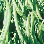 Page 4 Beans - Pole Blue Lake Pole 60 days. Excellent canning and freezing variety. Good also for fresh market. Heavy yielder of straight 5 1/2" to 6" round dark green pods.