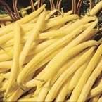 99 Beans - Wax Top Notch - wax 50 days. Produces straight, string less, flat creamy-yellow pods 4" to 6" long. Plants are 16 to 19 inches tall.