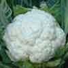 Page 6 Cauliflower Snowball Self-blanching 72 Day. Pure white smooth heads, 6.5-8 in.