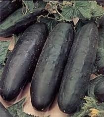 Dark green smooth slender cylindrical uniform 7-8 inch fruits. Dwarf 36 in. vines with no runners, adaptable to a wide range of climates, scab and cucumber mosaic virus resistant. 1/4oz- $1.