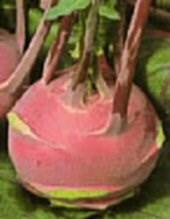 99, 1/4lb - $9.99, 1lb - $24.99 Okra Clemson Spineless 60 Days. Large semi upright 16-22 in. 49, 1 oz - $3.99, 1/4lb - $9.99, 1lb - $24.99 Onion Evergreen Bunching 100 days.