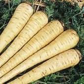 Parsnip Harris Early 130 days. Plant produces flavorful 15" long smooth white roots. Has a sweet nut like flavor. Can be boiled, fried or sauteed.