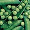 An older home garden and market favorite noted for its exceptional quality and sweetness. 7-9 small peas in medium size pod. Good for freezing. Will produce well into hot summer weather. 1/4lb - $1.