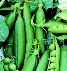 Peas are medium size, wrinkled and rather square. Quality is unsurpassed, a bountiful yielder and particularly valuable for the home garden and market. 1/4lb - $1.99, 1/2lb - $3.49, 1lb - $5.