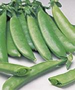 Still the best, extra early, short-vined snap pea. Sweet, crisp, 2 1/2" pods for picking well ahead of Sugar Snap. The 2' vines do not need Support 1/4lb - $1.99, 1/2lb - $3.99, 1lb - $5.