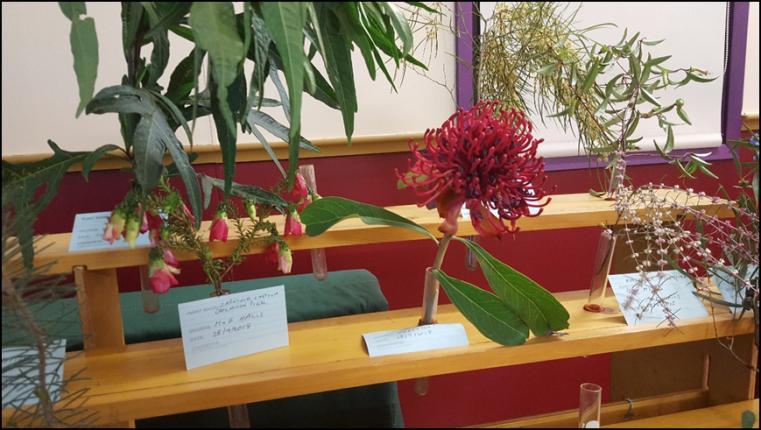 The visual impact was amplified by Kevin Sparrow s amazing native orchid display -