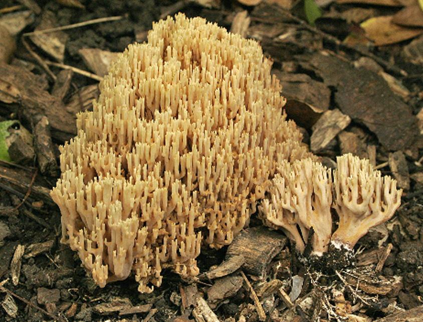 FM 9(4) :Field mycology 24/7/08 12:32 Page 131 Fig. 6. Ramaria stricta is one of the few common species in the UK, often appearing on woodchip mulch. Photograph Andy Overall.