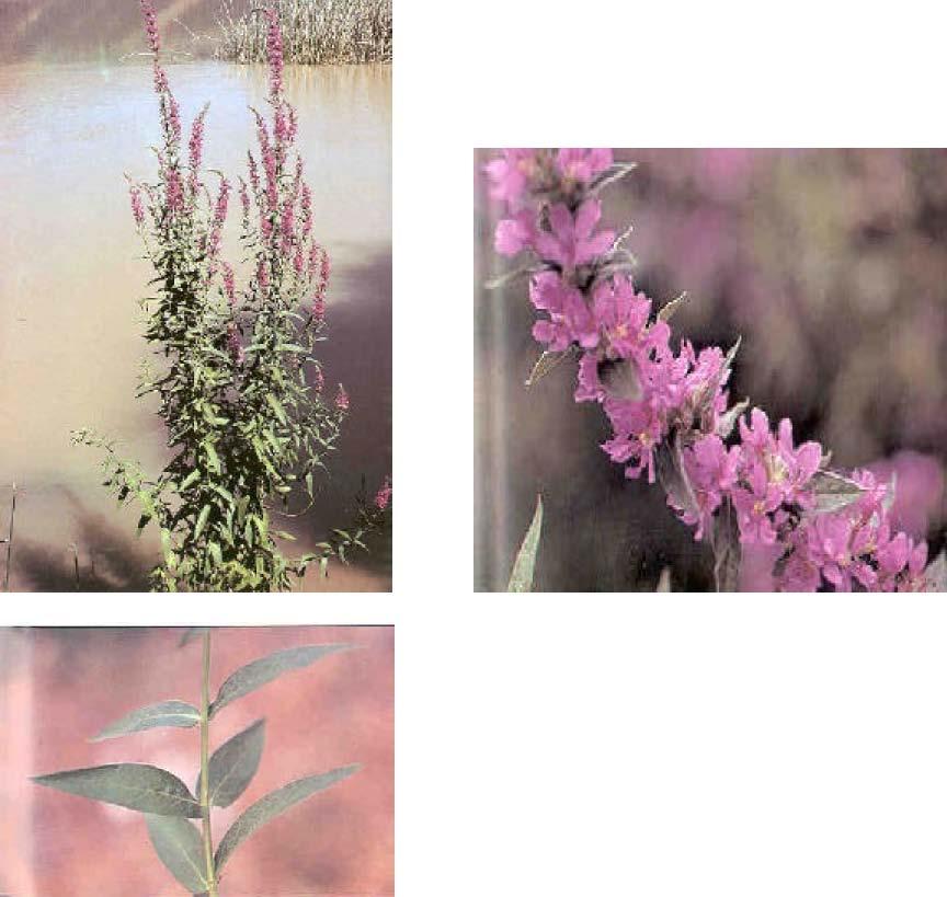Purple Loosestrife Lythrum salicaria A A rhizomatous perennial with erect stems, often growing 6 to 8 feet tall, usually associated with moist or marshy sites.