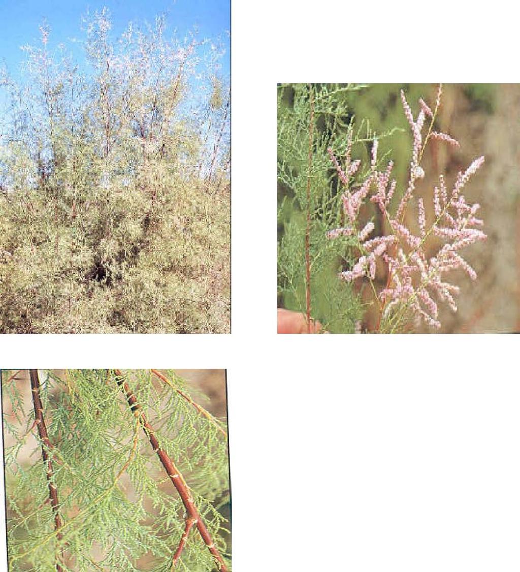 : : Tamarix Tamarix ramosissma A Deciduous or evergreen shrubs or small trees, 5 to 20 feet tall.
