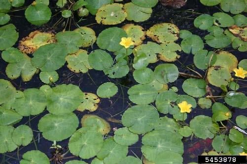 Yellow Floating Heart Nymphoides peltata A Aquatic perennial. Grows rooted to the bottom in water depths of 2-13 feet.