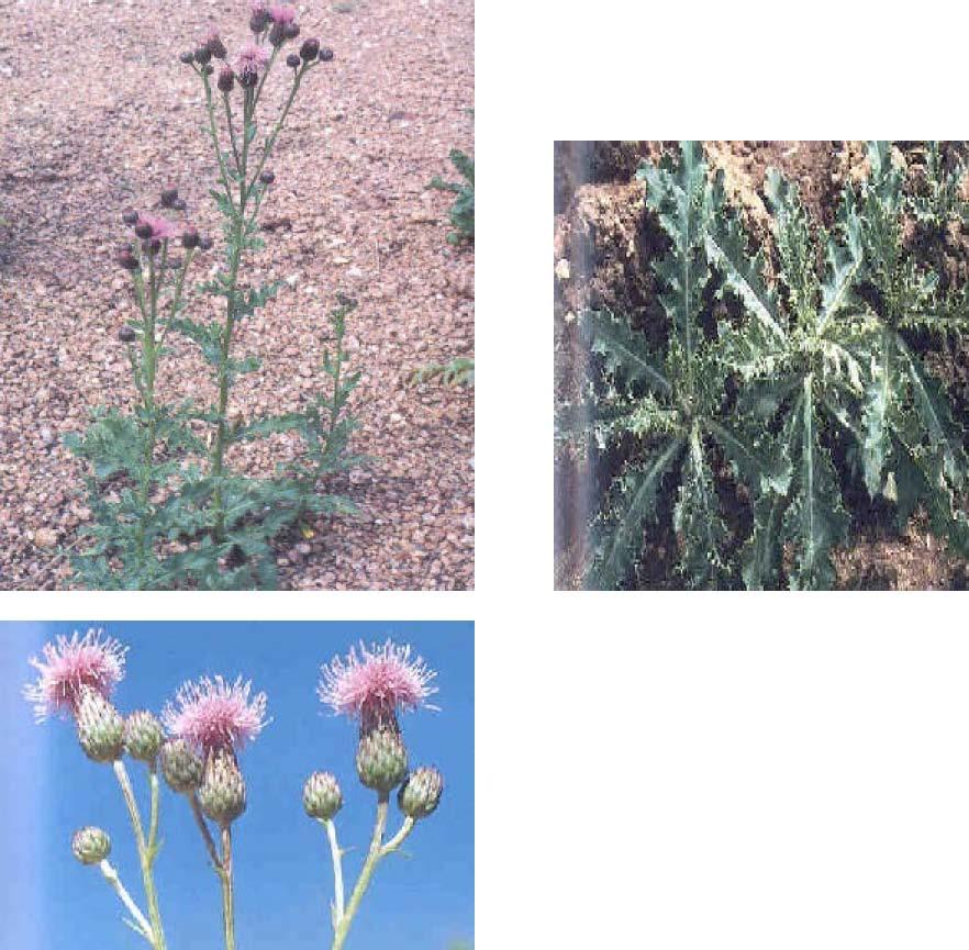 Canada Thistle Common Name Cirsium arvense B Canada thistle is a colony forming perennial from deep and extensive horizontal roots. Stems are 1 to 4 feet tall, ridged, branching above.
