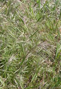 Cheatgrass Common Name: : Bromus tectorum C Bromus tectorum is an erect winter- or spring- annual grass.