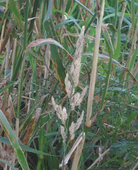 Ribbon Grass Phalaris arundinacea B a tall,