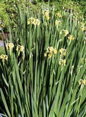 Common Name: : Yellow flag iris Iris pseudacorus B Big, vigorous