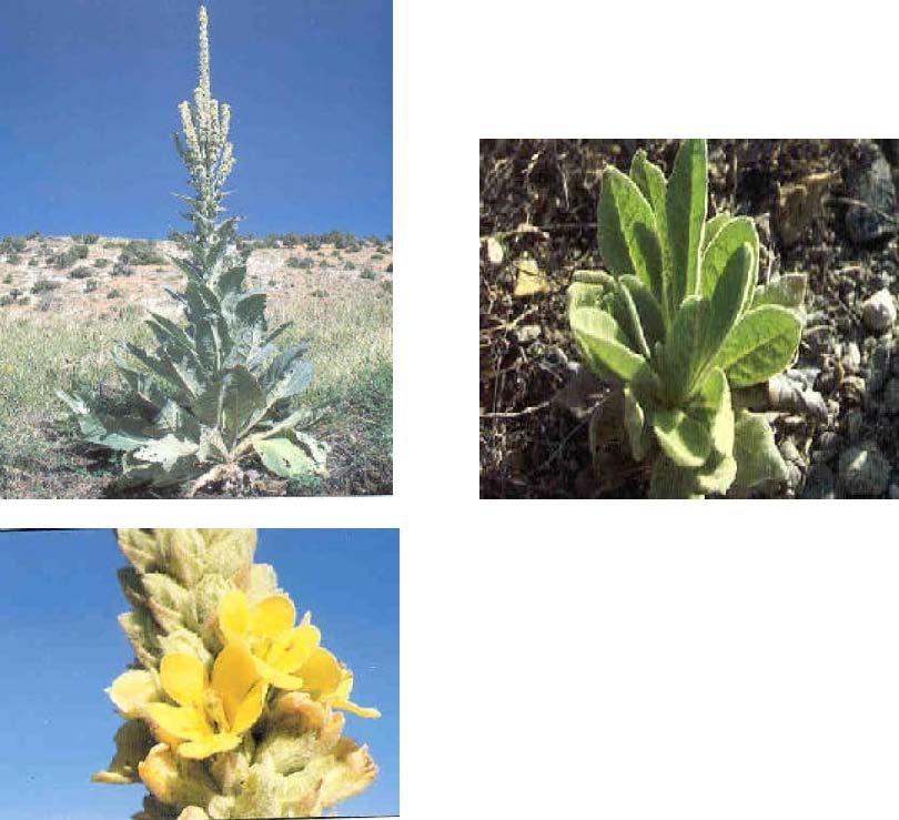 Common Mullein Verbascum thapsis C This biennial produces a large, thick rosette of fuzzy leaves the first year and a single, stout, erect stem, 2 to 6 feet tall, the second year.