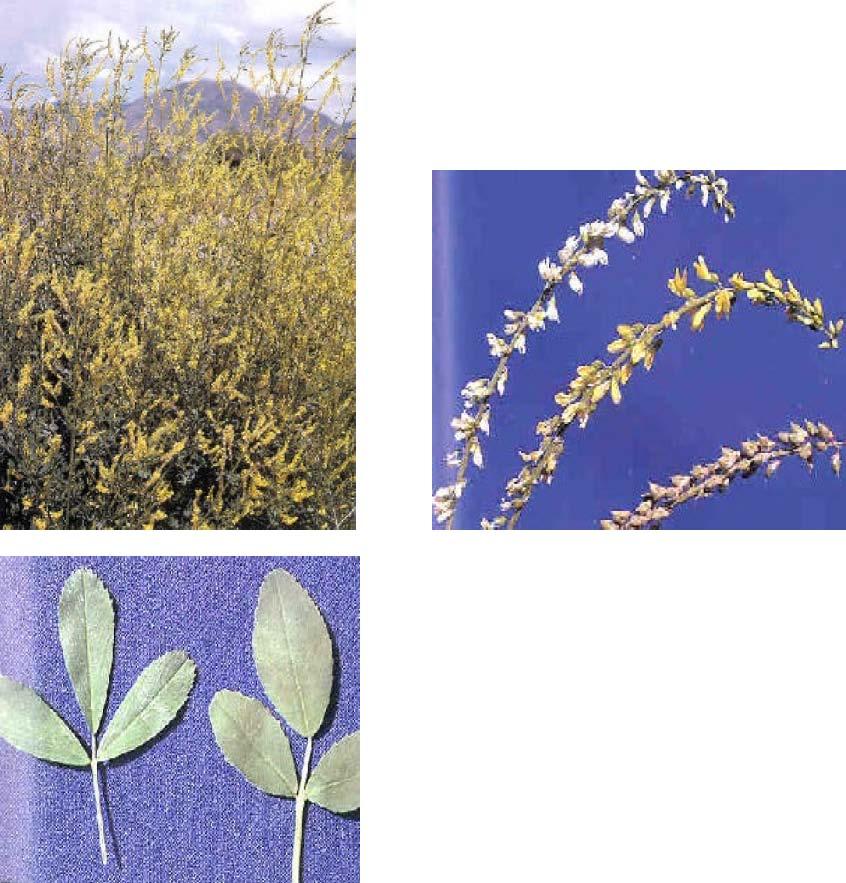 : : Indian sweetclover Meliloutus indica C An annual, winter annual, or biennial legume normally growing 2 to 6 feet tall.