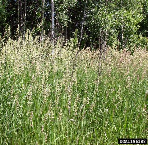 Reed canarygrass Phalaris arundinacea C Stout perennial that regenerates from large