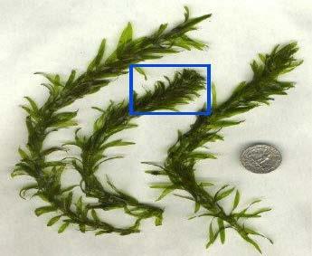 : : South American waterweed Elodea densa C Rooted; stems many-branched. Dark to bright green leaves usually twice as long as wide (3/4" long and 1/3" wide ) with finely toothed margins.