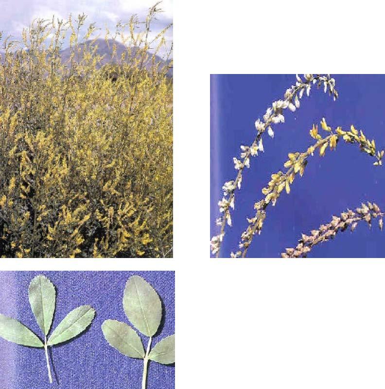 : : Yellow sweetclover Melilotu sofficinalis C An annual, winter annual, or biennial legume normally growing 2 to 6 feet tall.