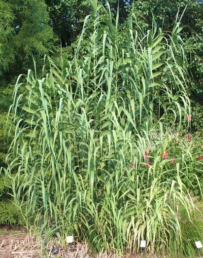 Giant Cane Arundo Donax A Arundo donax, Giant Cane, is a tall perennial cane growing in damp soils, either fresh or moderately saline.