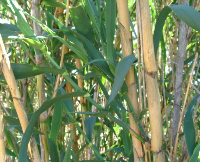Arundo donax is native to eastern and southern Asia, and probably also parts of Africa and southern Arabic Peninsula.