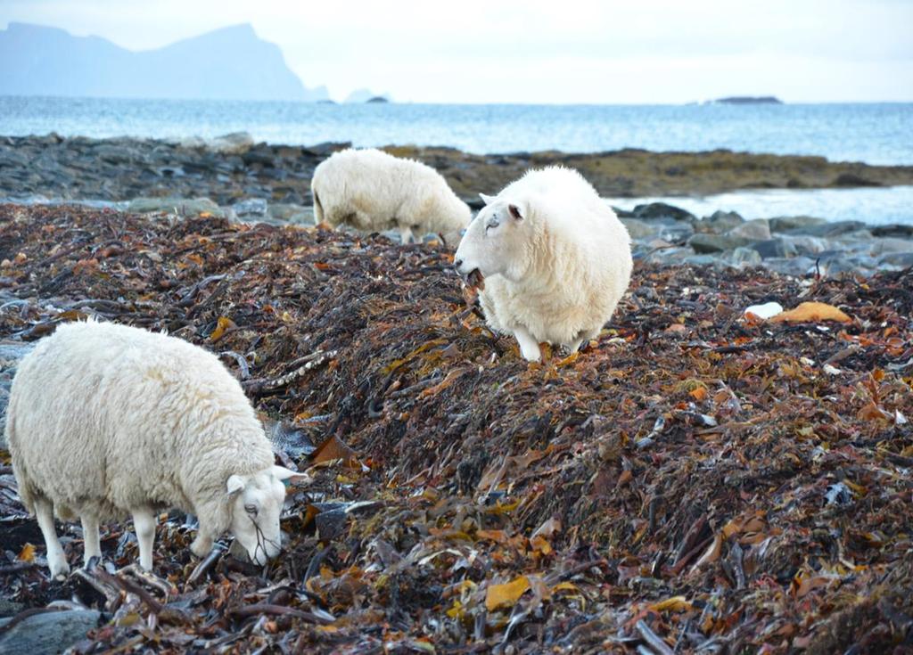 Nutritional value of seaweed for ruminants Photo: Ingrid