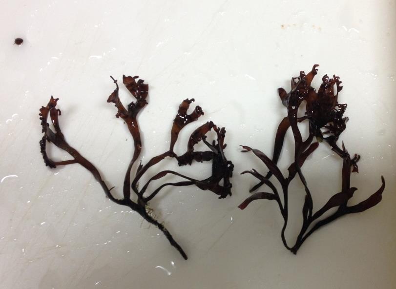 Red seaweeds