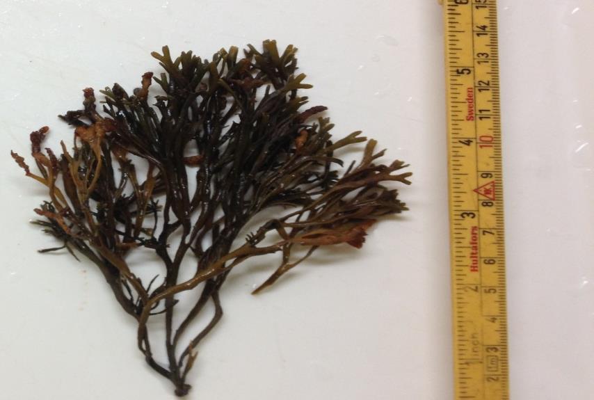 Brown seaweeds
