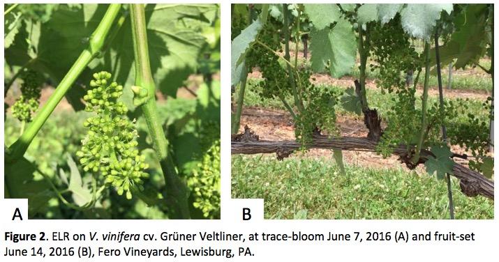 Before and during bloom, the oldest basal leaves have a major role in providing carbohydrates (e.g., sugars) to support the growing shoot and inflorescence (i.e., flower clusters).