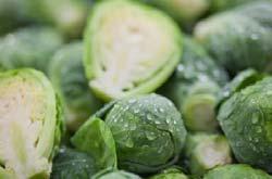 It is a flavorful, medium-green, smooth type with large sprouts which mature remarkably early.