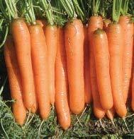 Carrot Plants Available to ship: Mar 2, 2015 - May 22, 2017 "Nelson" variety is a favorite carrot well suited for growing in