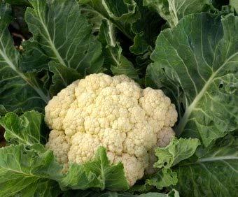Cauliflower - Snowball Available to ship: Feb 13, 2017- May 1, 2017 The popular "Early Snowball" cauliflower is an heirloom
