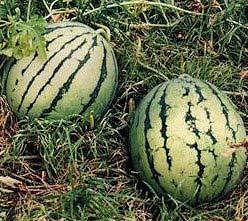 melons are deep orange colored flesh inside and have a smooth grey-green rind outside that ripens to gorgeous