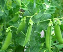 Peas - Garden Available to ship: Feb 13, 2017- May 5, 2015 Bush sweet garden peas are easy to grow and taste