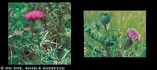 Bull thistle (Cirsium vulgare) (Pictures and identifying characteristics from http://www.dnr.state.mn.us/invasives/terrestrialplants/herbaceous/bullthistle.