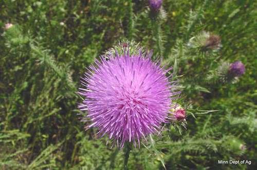 narrower and wavier than the closely related musk thistle and extend onto and around the stem, giving it the